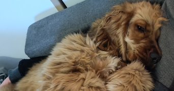 lukas pet sitter à AMIENS 80090_6