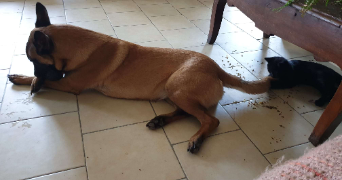 joffrey pet sitter à CHATEAUNEUF GRASSE 06740_1