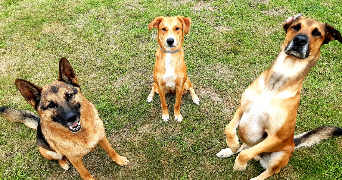 mattias pet sitter à LIBERCOURT 62820_1