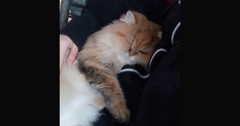 thourot pet sitter à MONTBELIARD 25200_3