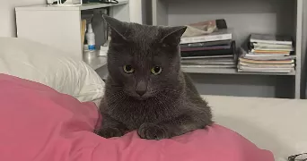 hajar pet sitter à LA COURNEUVE 93120