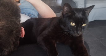 manelle pet sitter à LIÈGE 4000_2