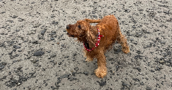 prune pet sitter à ANGERS 49000_3