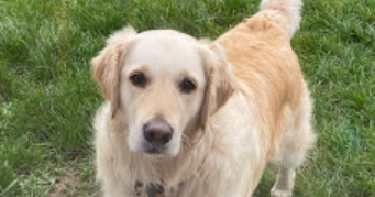 emilie pet sitter à WATTIGNIES 59139_1