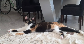 veronika pet sitter à ACHERES 78260_1