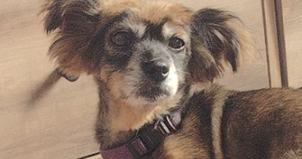 sylvie pet sitter à Livry-Gargan 93190_1