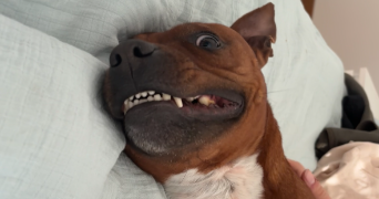 victoire pet sitter à TASSIN LA DEMI LUNE 69160_7