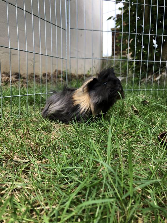 Valérie pet sitter à Grossœuvre 27220_0