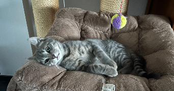 louise pet sitter à ATHIES 62223_6