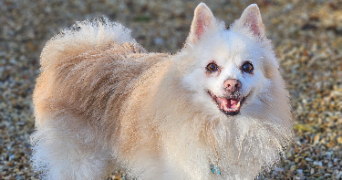 marlene pet sitter à AUNEAU BLEURY ST SYMPHORIEN 28700_14