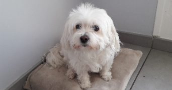 ashley pet sitter à AMBILLY 74100_3