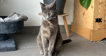 alexandra pet sitter à BRETIGNOLLES SUR MER 85470_5