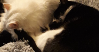 marylène pet sitter à LA NORVILLE 91290_4