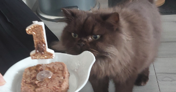 clelia pet sitter à BRIE COMTE ROBERT 77170_0