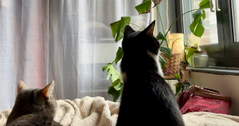 manon pet sitter à HAZEBROUCK 59190_1
