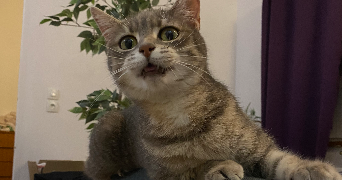 constance pet sitter à MONTREUIL 93100_4