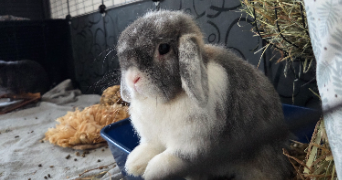 alexis pet sitter à LIFFRE 35340_3