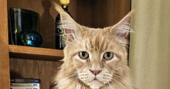 beata cat sitter à LE VESINET 78110_1