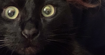 minjeong pet sitter à LE CHESNAY ROCQUENCOURT 78150_1