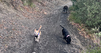 axelle pet sitter à AXAT 11140_3