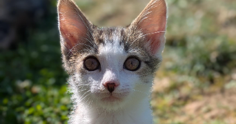 jessica pet sitter à Yutz 57970_8