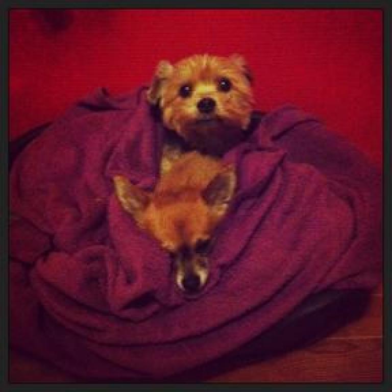 LESLY pet sitter à Boissy-en-Drouais 28500_0