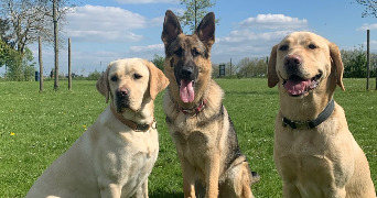 clarisse et florian dog sitter à FERRIERES EN BRIE 77164_4