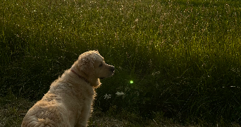 lucile pet sitter à DIJON 21000_2
