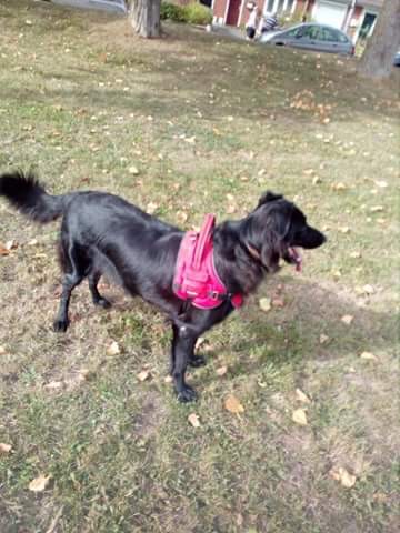 Marie pet sitter à Paris 75017_2