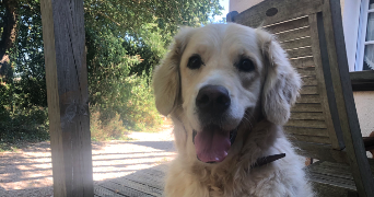 julie pet sitter à BORDEAUX 33000_3