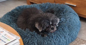 fabienne pet sitter à Montpellier 34000_5
