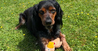 léa pet sitter à MONCHY BRETON 62127_3