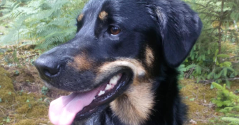 jodie pet sitter à SCRIGNAC 29640_1