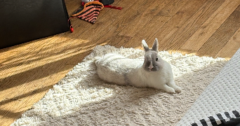 kacy pet sitter à LE MEE SUR SEINE 77350_0