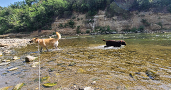 magali pet sitter à ST JULIEN SUR GARONNE 31220_1