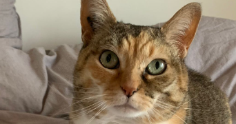 ophélie pet sitter à CHAMBERY 73000_1