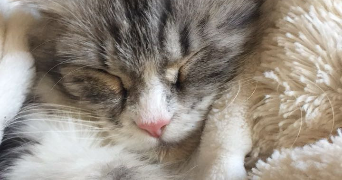 thulane pet sitter à TASSIN LA DEMI LUNE 69160_1