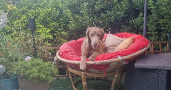 edwige dog sitter à MONTMAGNY 95360_5