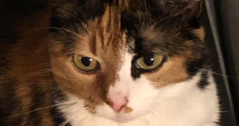 morthy pet sitter à AUBERVILLIERS 93300_1