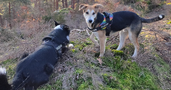 joséphine pet sitter à PANTIN 93500_1