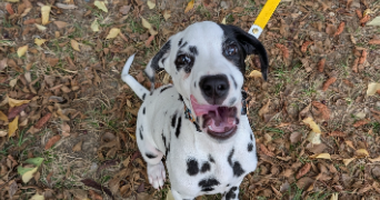 sandra pet sitter à LIMOUX 11300_6