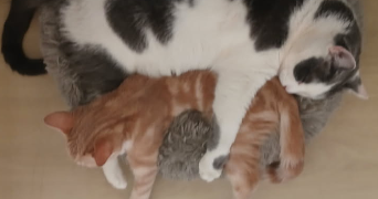 clémence pet sitter à Bonneuil-sur-Marne 94380_3