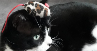 laura pet sitter à ST MAURICE DE BEYNOST 01700_3