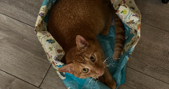 laura pet sitter à FRAISSES 42490_0