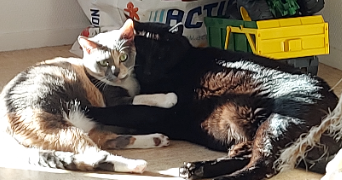 aurelie pet sitter à CHAMPIGNY SUR MARNE 94500_6