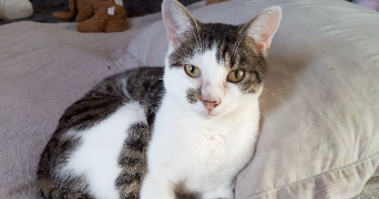 sandrine pet sitter à BATILLY EN PUISAYE 45420_2