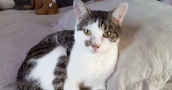 sandrine pet sitter à BATILLY EN PUISAYE 45420