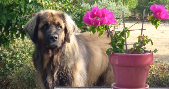 manon pet sitter à FLORAC TROIS RIVIERES 48400_1