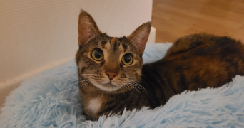 pension féline des trois chats cat sitter à ORLEANS 45000_1