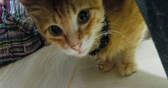 nedjma pet sitter à ARGENTEUIL 95100_2